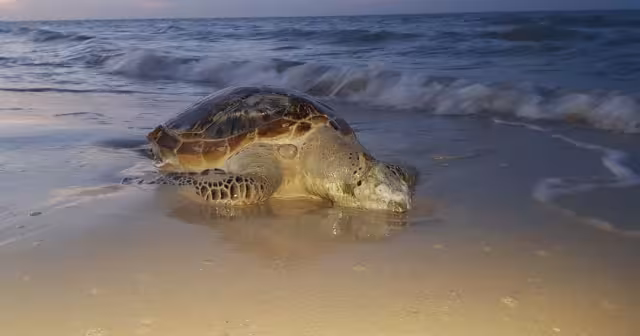 El uso excesivo de redes durante el período de veda de mero propicia enmallamientos frecuentes