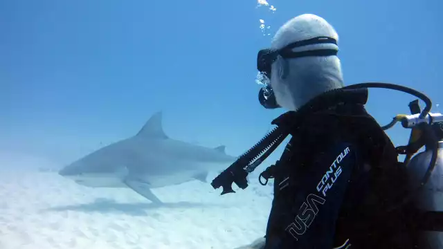 En Yucatán existen decenas de especies de tiburones
