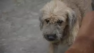 Reportan 15 casos de maltrato animal al día en Chetumal