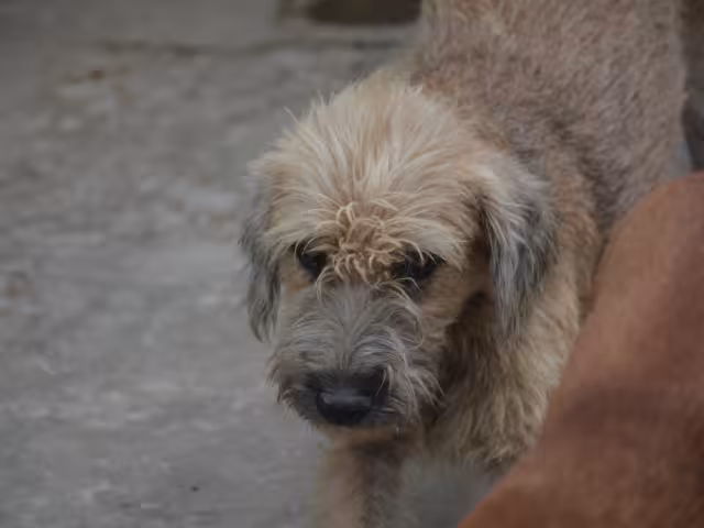 El maltrato animal se suele presentar se de diferentes maneras, desde falta de alimentación hasta agresiones o la muerte