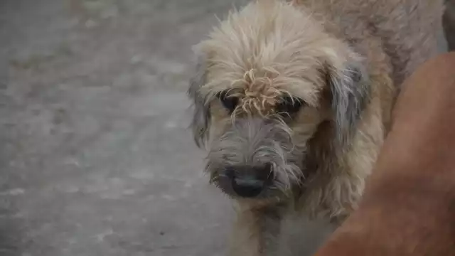 El maltrato animal se suele presentar se de diferentes maneras, desde falta de alimentación hasta agresiones o la muerte