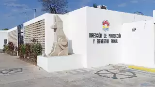 Abren carpetas de investigaciones tras casos de maltrato animal en  Cancún
