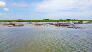 Ambientalistas señalaron que la conexión entre los humedales, pastos marinos y zonas arrecifales demandan una estrategia integral de conservación