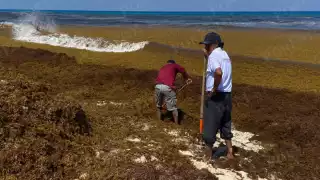 “Planifiqué mis vacaciones y me encuentro con esto": Recale masivo de sargazo en Playa Delfines de Cancún sorprende a turistas