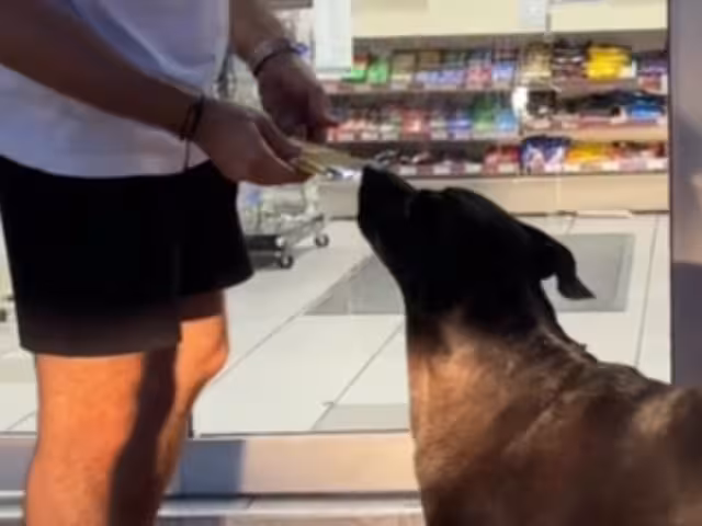 El perrito de Cozumel