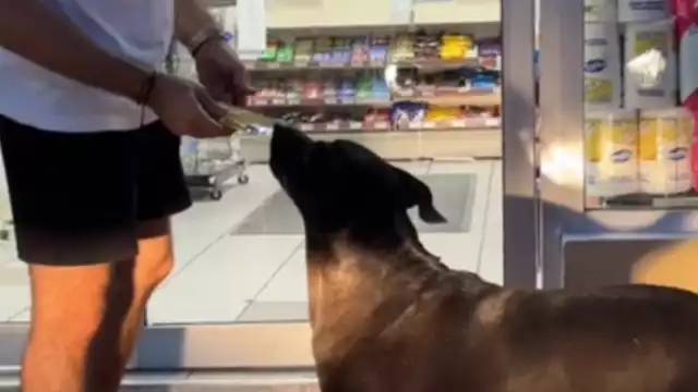 El perrito de Cozumel