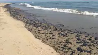 Urge reforzar investigación y normatividad para proteger delfines y tortugas en Campeche