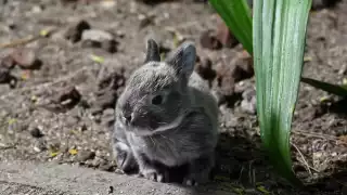 Nuevos habitantes del ecoparque de Ciudad del Carmen deslumbran a visitantes con su ternura