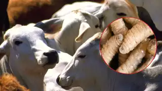 Gusano barrenador “gana"  terreno en Lázaro Cárdenas; suman 14 casos 