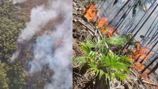 Ambientalistas exigen  investigar causas del incendio en más de 600 hectáreas de selva en Holbox