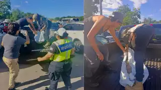 Protección Civil rescatan a venado atropellado en Playa del Carmen