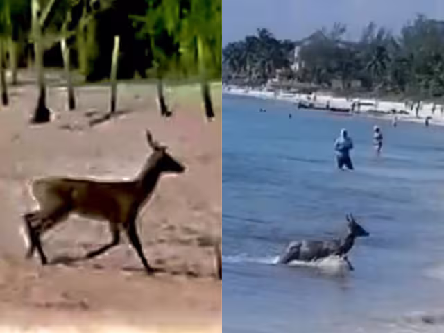 La aparición asombró a playenses como a turistas que se encontraban en el sitio