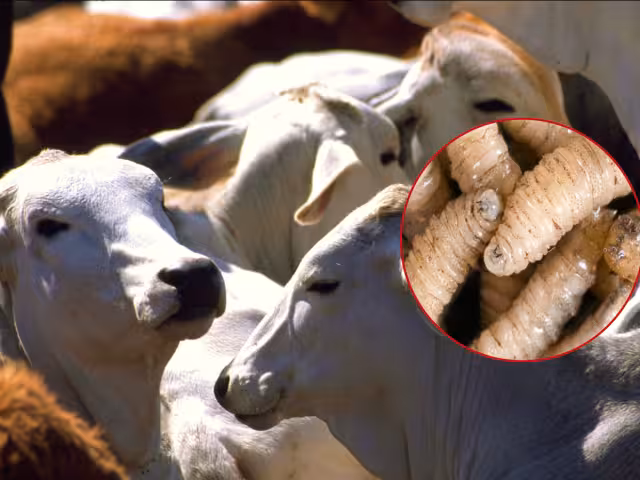 Según las autoridades, se está implementando un plan de prevención