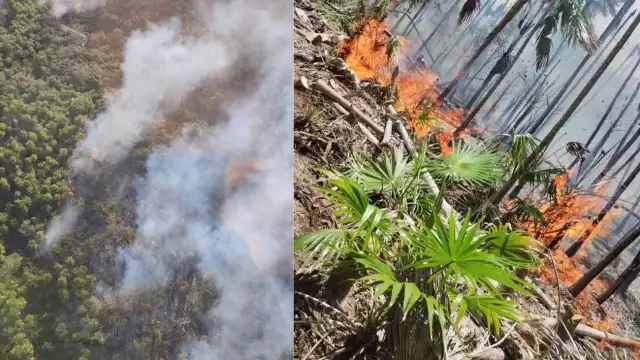  El siniestro estuvo activo nueve días, entre la vegetación afectada se encuentran palmas kukas, nakax y chit; la fauna no sufrió daños