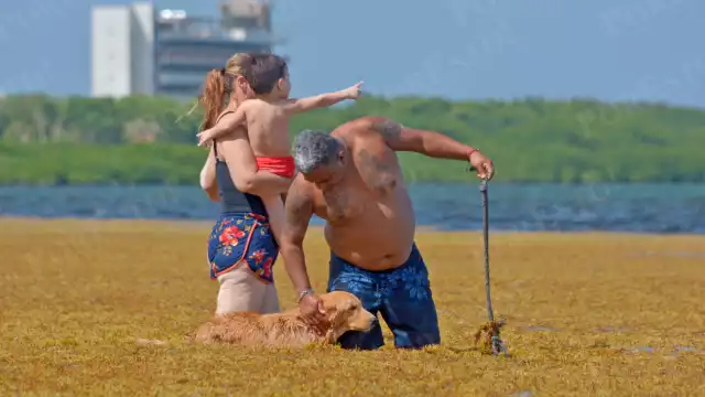 Quintana Roo en “crisis" por el sargazo: Más de 45 mil toneladas fueron recolectadas de enero a julio del 2025