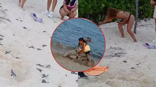 Algunas mascotas intentaron atacar a las crías de tortuga
