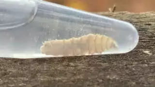 Campeche acumula 221 casos de miasis por gusano barrenador