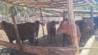 Comité municipal atiende riesgo de miasis en ganado