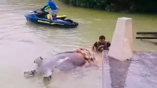 Continúan apariciones de manatíes muertos en la bahía entre Chetumal y Corozal