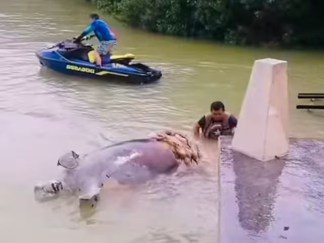Manatíes muertos generan preocupación entre ciudadanos.