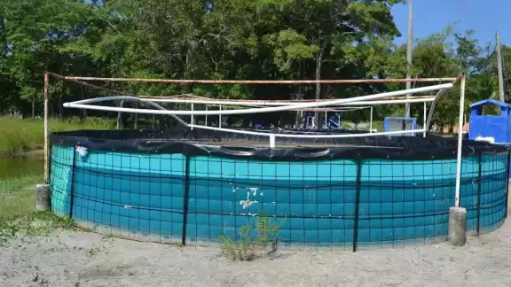 Los recursos servirán para invertir en granjas de mojarra y pagar la electricidad tras el daño causado por la caída de un poste y transformador Los recursos servirán para invertir en granjas de mojarra y pagar la electricidad tras el daño causado por la caída de un poste y transformador