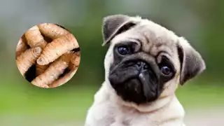 Medidas para cuidar a tu mascota del gusano barrenador