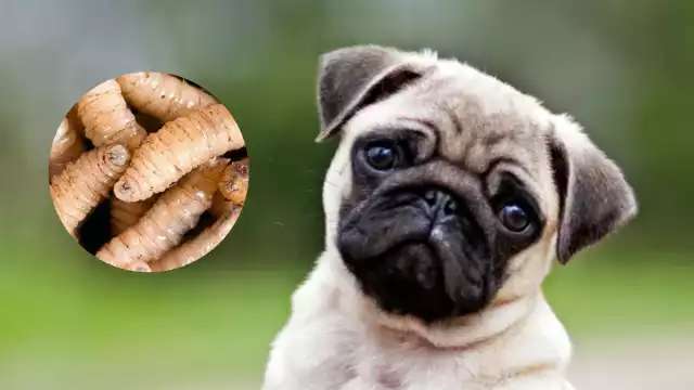 Advierten sobre el gusano barrenador: cómo proteger a tu mascota de esta peligrosa plaga
