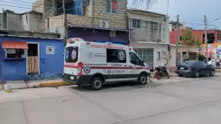 Alerta por abejas africanas en Ciudad del Carmen: Cinco personas resultan picadas