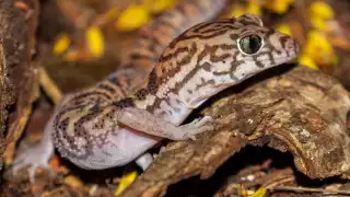   Geco yucateco, el inofensivo reptil con “piel de jaguar” al que matan por creerlo venenoso  