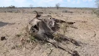 Ganaderos ansían que se acabe la veda electoral, y así recibir apoyos gubernamentales para alimentarlas