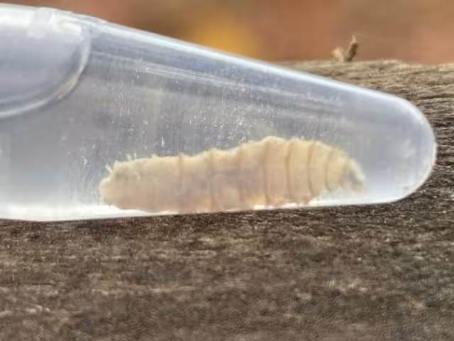 Ganaderos bajo alerta por plaga de mosca que afecta a bovinos