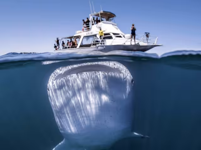 Tiburón ballena es afectado por la sobrexplotación turística en Quintana Roo