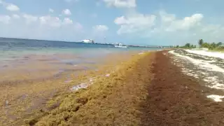 Se espera que cerca de 400 mil toneladas se aproximen a aguas de Quintana Roo