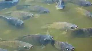 Acuicultores de Puerto Rico, Atasta enfrentan crisis por sequía: los jagüeyes están al 50%