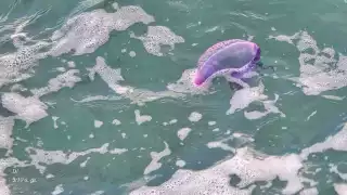 Alertan por presencia de fragata portuguesa en Punta Langosta, Cozumel