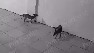¿Qué hacían dos zorritos en una casa de Campeche? Cámara capta a una pareja recorriendo una vivienda