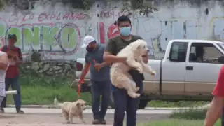 En Campeche, piden proteger a mascotas  de golpes de calor y denunciar maltrato 