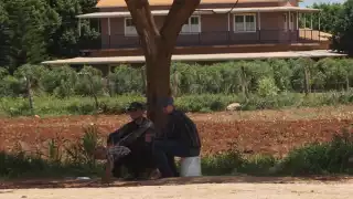 Piden sanciones contra menonitas por deforestación en la selva campechana