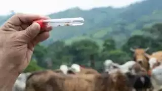 Gusano Barrenador avanza en Candelaria por falta de prevención y control del ganado ilegal