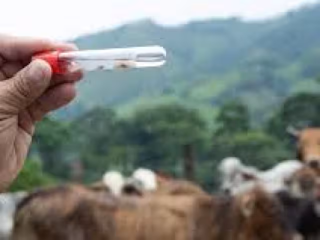 La principal problemática es en Candelaria, donde se confirmó el primer caso de miasis.