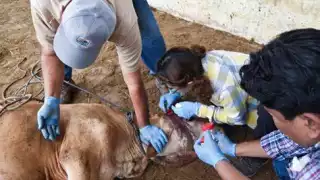 Declaran cuarentena en Bacalar por gusano barrenador