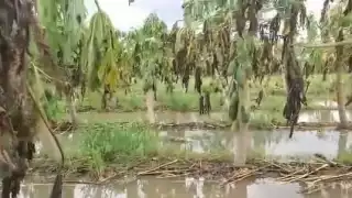 Un prolongado aguacero ha inundado un huerto de 120 hectáreas de Papaya Maradol