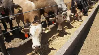 Incrementa a 34 casos de miasis por gusano barrenador en Quintana Roo