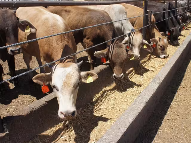 El gusano barrenador continúa amenazando a Quintana Roo