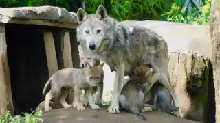  Crece la manada: Nacen cuatro crías de lobo mexicano en el Zoológico de San Juan de Aragón      