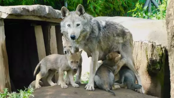 El nacimiento representa un paso más hacia la recuperación de la especie El nacimiento representa un paso más hacia la recuperación de la especie