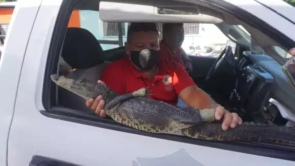 Medio Ambiente exhortó a los campechanos a tener precaución y cuidar a sus mascotas y familias Medio Ambiente exhortó a los campechanos a tener precaución y cuidar a sus mascotas y familias