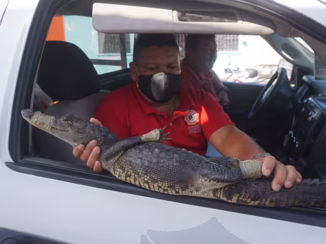 Medio Ambiente exhortó a los campechanos a tener precaución y cuidar a sus mascotas y familias