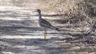Cada año, el zarapito ganga realiza migraciones de miles de kilómetros