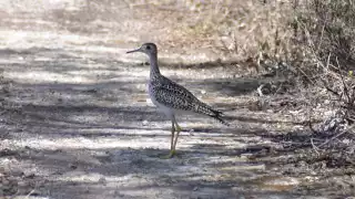  Captan al zarapito ganga, ave poco común en Yucatán que anida en Alaska   